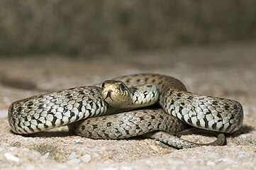 Belouška (Natrix natrix)