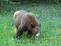 Cinnamon-coloured black bear eating dandelions, in Akamina Parkway.