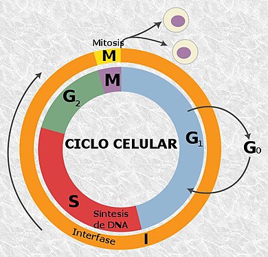 Ciclo celular completo. A telofase forma parte da mitose (M). Unha vez rematada, comeza a fase G1 da interfase