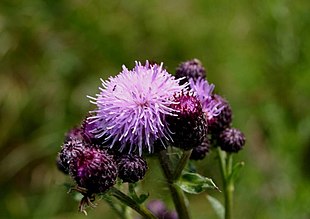 Agertidsel (Cirsium arvense).