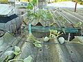 A vining cultivar growing up to a roof.