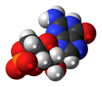 A cGMP-anion kalottamodellje