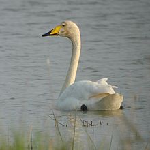 Сұңқылдақ аққу (Cygnus cygnus)