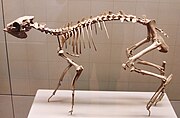 Dorcatherium