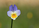 Une petite fleur sauvage du nord Luberon en cadeau