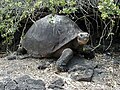 Tortúa xigante de los Galápagos (Chelonoidis nigra)