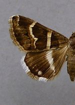 Grammodes stolida – Specimen