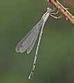 Female (lateral view)