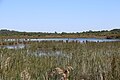 Marais de Contaut.