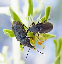 Mycterus curculioides pair.jpg