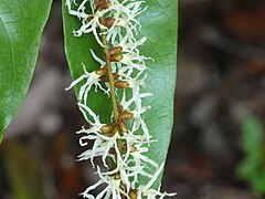 Close up of flowers