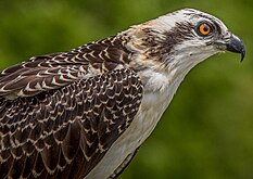 Fledgling juvenile