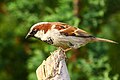 Passer domesticus, le moineau domestique.