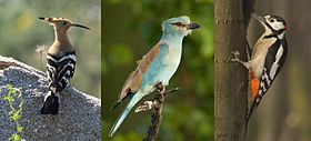 Da esquerda para a direita: Upupa epops, Coracias garrulus e Dendrocopos major