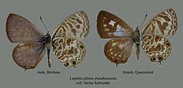 Leptotes plinius