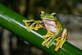 Image 6Wallace's flying frog (Rhacophorus nigropalmatus) (from Flying frog)