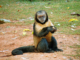 Exemplar no Zoológico de Sorocaba, em Sorocaba, Brasil