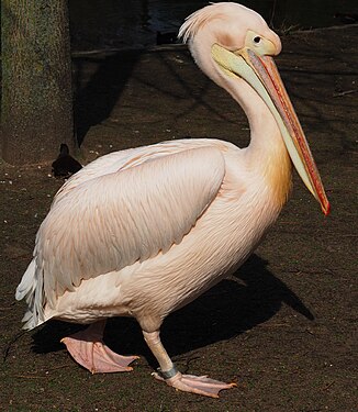 Rosy Pelican, Birdpark Walsrode, Germany