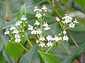 Viburnum globosum