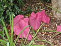 Caladium 'Fannie Munson'.