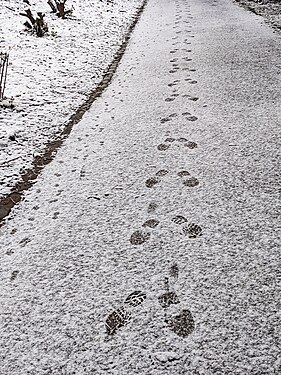 two different tracks in snow