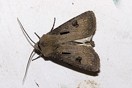 Noctuinae