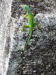 Anolis marmoratus