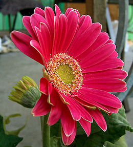 Gerbera (Gerbera sp.)