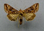 Autographa pulchrina – Specimen