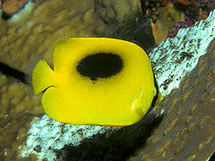 Chaetodon speculum