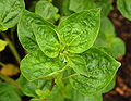 The leaves of Browallia americana