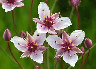 Alla de 9 ståndarnas märken (mörkbruna) är fortfarande små i början av blomningen De 6 gula prickarna är pistillernas märken