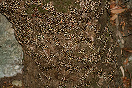 Euplagia quadripunctaria rhodosensis resting on an Oriental sweetgum (Liquidambar orientalis) tree trunk in the valley