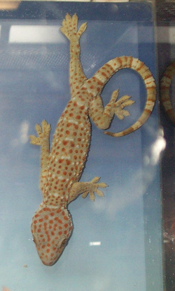 Tokaygekko Gekko gecko