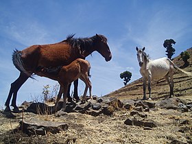 Image illustrative de l’article Cheval en Éthiopie