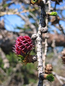 Young female cone