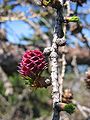 Larix decidua female flower