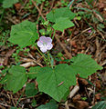 Pavonia odorata