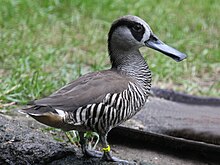 Pink-eared Duck RWD3.jpg