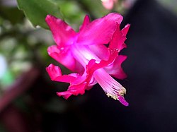 Marraskuunkaktus (Schlumbergera truncata).