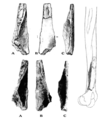 Humerus I