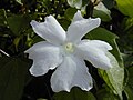 Thunbergia fragrans