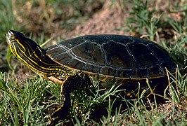 Western painted turtle