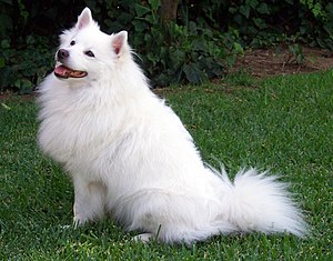 American Eskimo Dog