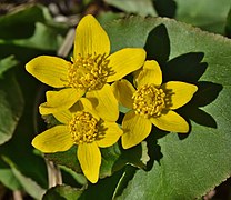 Caltha palustris, gewone dotterbloem