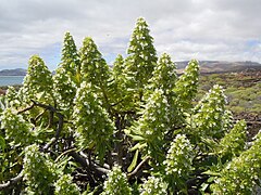 Echium decaisnei