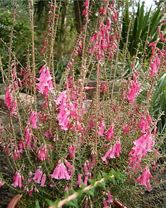 Description de l'image Epacris Hybrids Diadem BotGardBln1105InflorescencesZ.jpg.