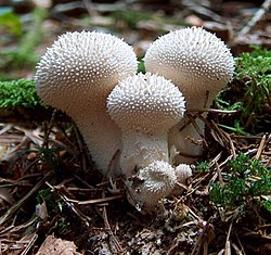 Harilik murumuna Lycoperdon perlatum