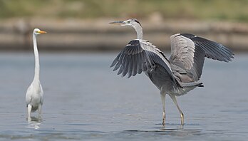 Une grande aigrette et un héron cendré. (définition réelle 5 128 × 2 915)