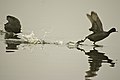 Coots at the Kern National Wildlife Refuge, California, United States